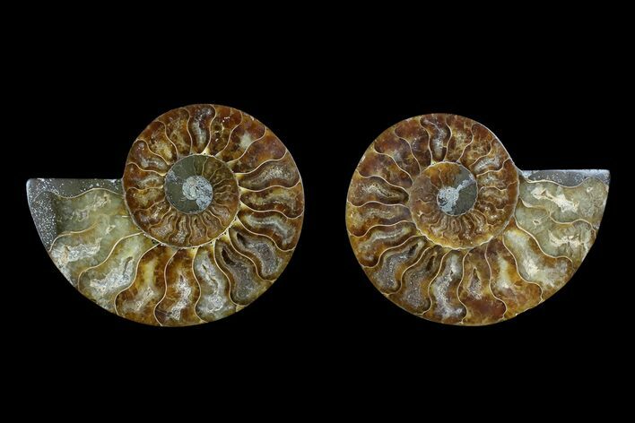 Agate Replaced Ammonite Fossil - Madagascar #166855